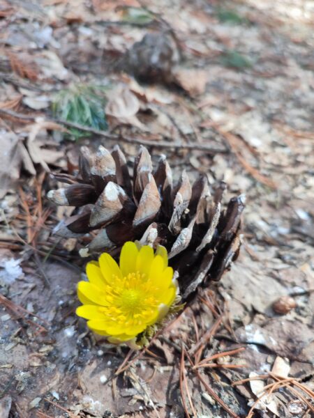 まつぼっくりと記念写真