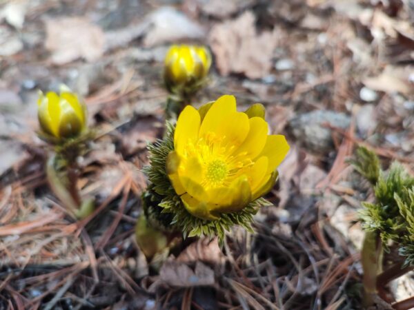 フクジュソウあーっぷ