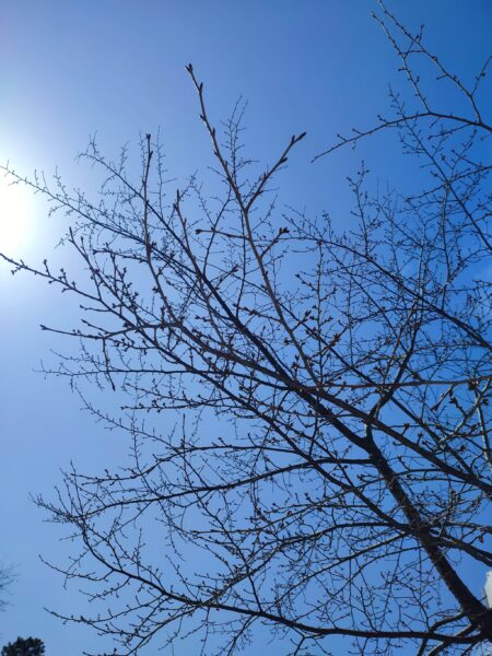 つぼみいっぱい