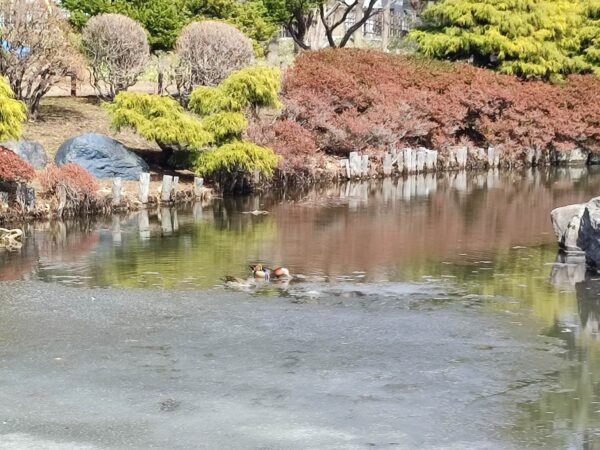 オシドリの名に恥じぬよう