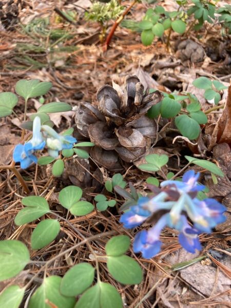 エゾエンゴサクの青が好き