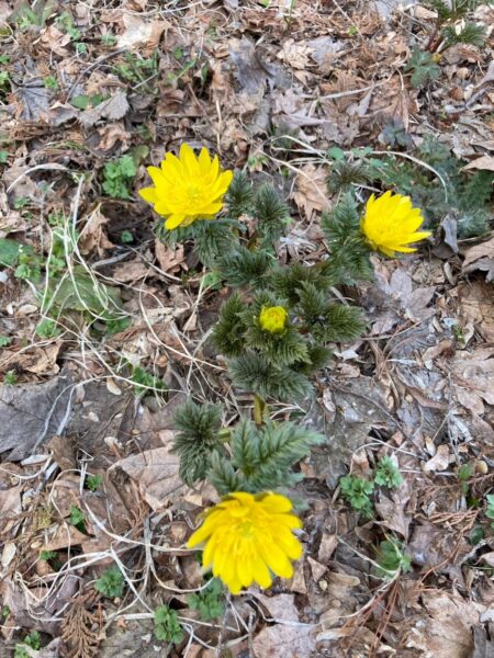 今日はきれいに開いたフクジュソウ