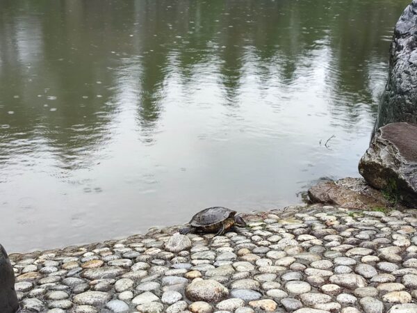 日本庭園のボス