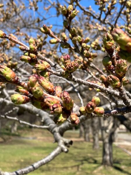 ソメイヨシノさん