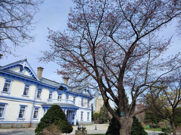 豊平館前のエゾヤマザクラ