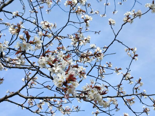 エゾヤマさんアーップ