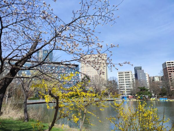 菖蒲池前のエゾヤマザクラとレンギョウ