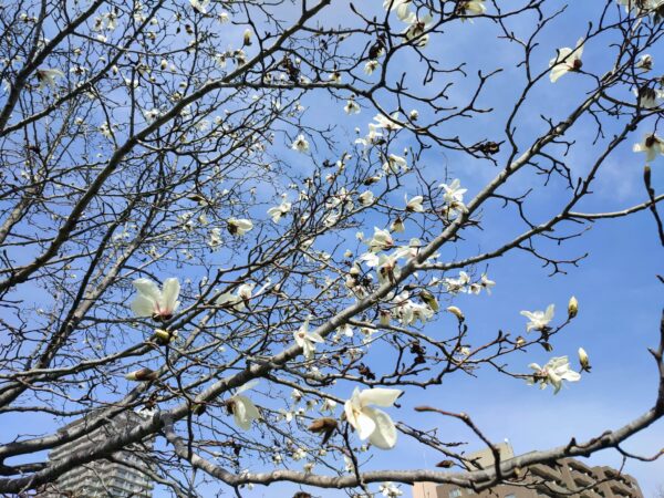 体育センター前のキタコブシ