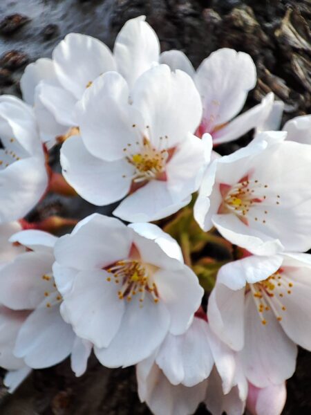 ソメさんアップ