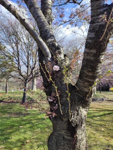 胴吹き桜のソメイヨシノさん