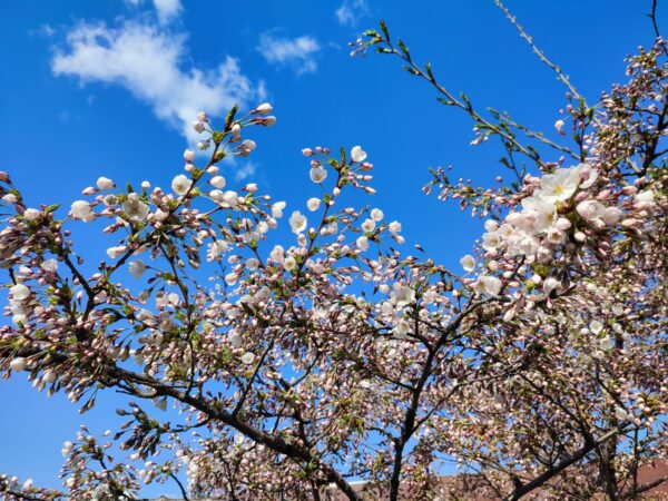 晴れたよ、そして咲いてるよ