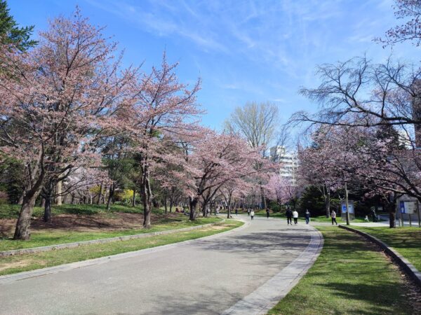 左側はソメイヨシノさん