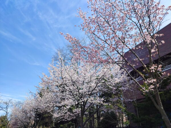 体育センター裏のエゾヤマザクラさん