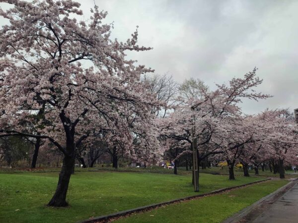 文学館と体育センターのあいだのソメイヨシノさん