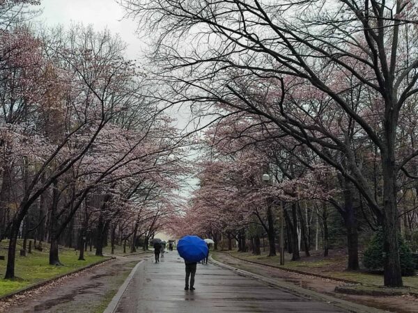 パークホテルと文学館のあいだのソメイヨシノさん
