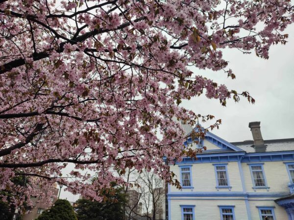 豊平館前のエゾヤマザクラさん