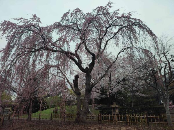写りは悪いけど私はシダレザクラよ