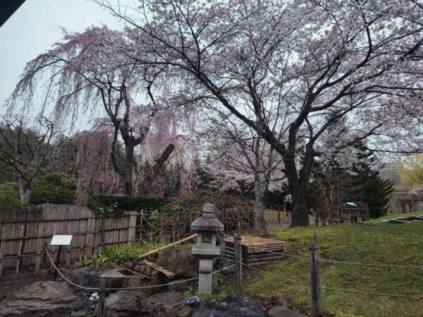 サクラさんたちと水琴窟