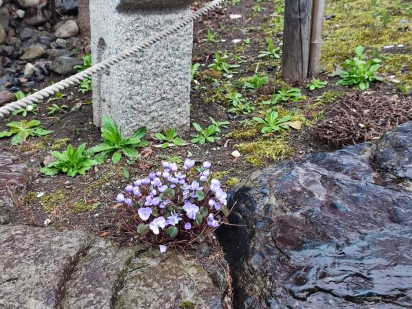 わたしはタツタソウ