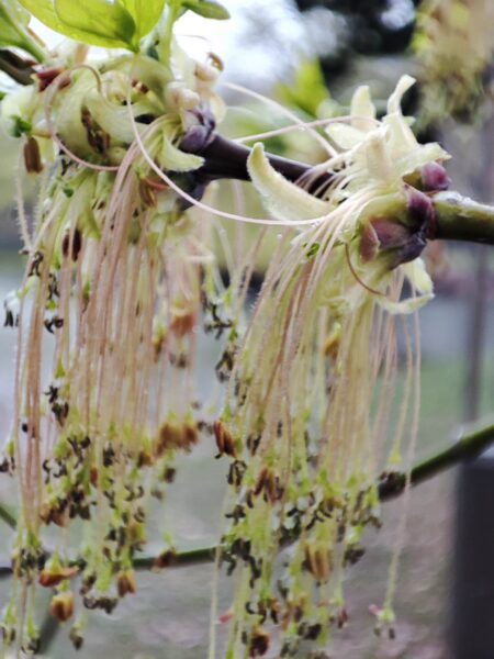 ネグンドカエデさんのお花