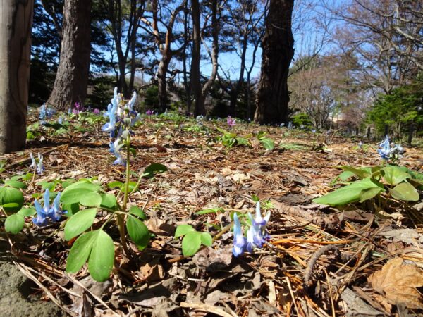 エゾエンゴサクさん