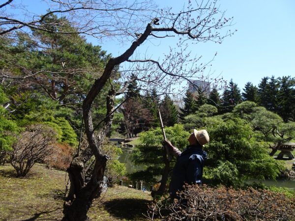 日本庭園のお父さん