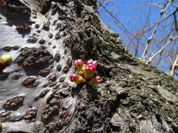 胴吹き桜のソメさん