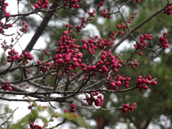 日本庭園のおウメさん
