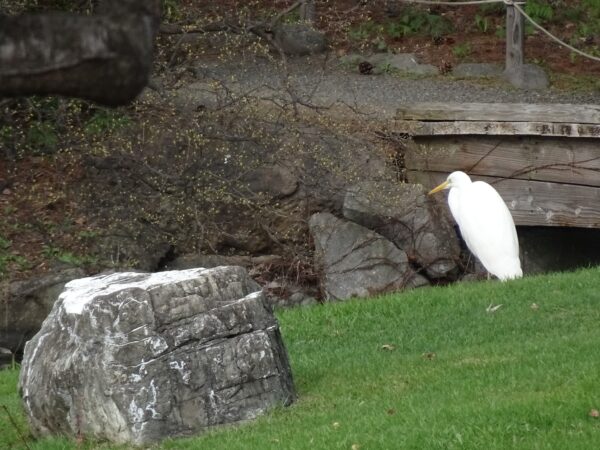日本庭園からお送りいたします。