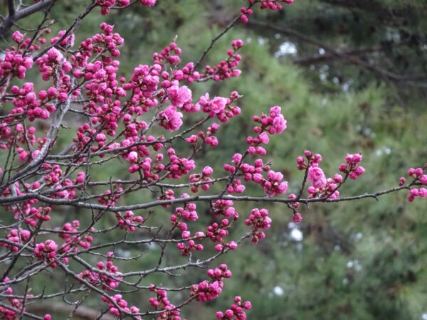 今日のおウメさん