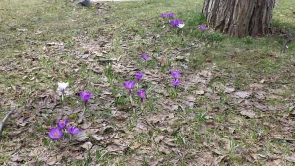 管理事務所ちかくのオアシス