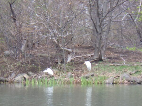 右の子ポーズ変わらず