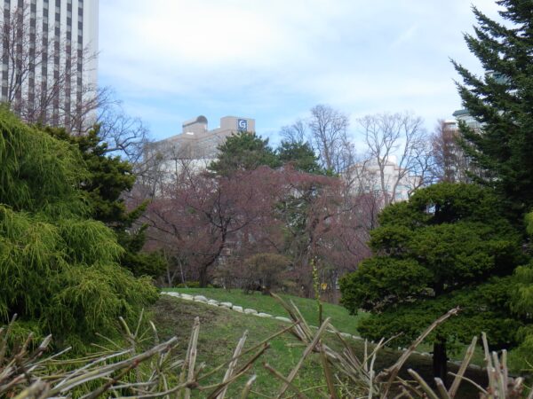 盗撮ぎみに撮った日本庭園のシダレザクラ