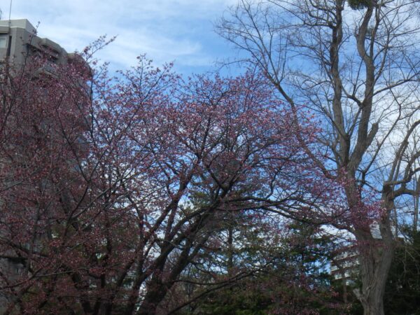 豊平館前のエゾヤマザクラ