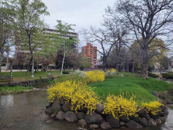 鴨々川とレンギョウとユキヤナギと遠くにサクラ