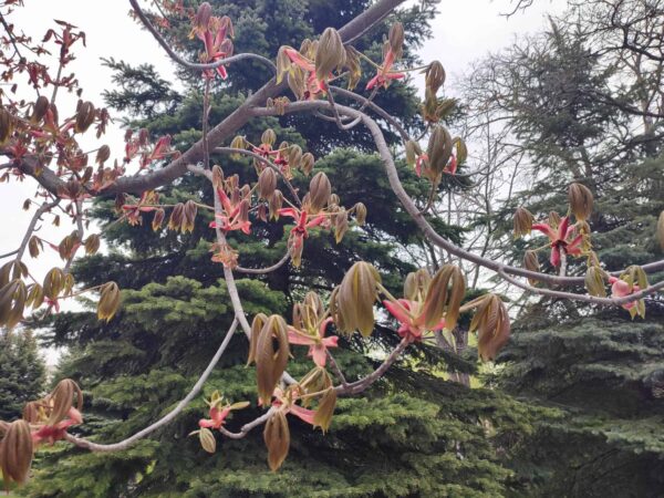 トチノキだよね