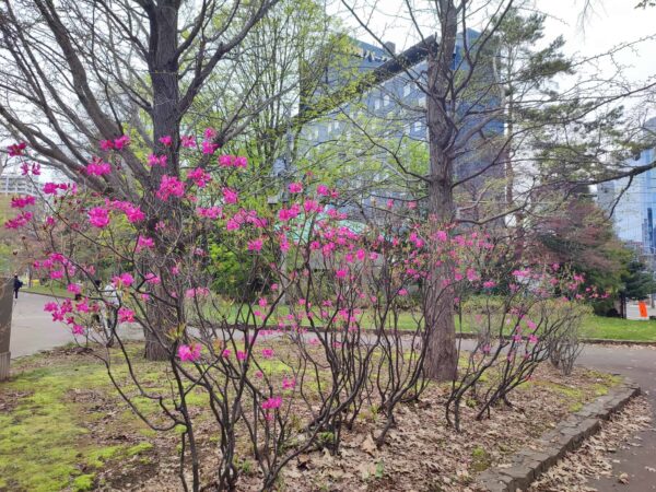 エゾヤシオツツジさん