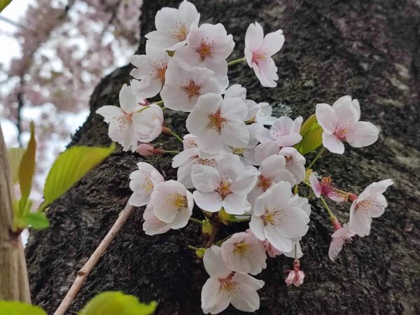 胴吹き桜のソメさんもいるよ