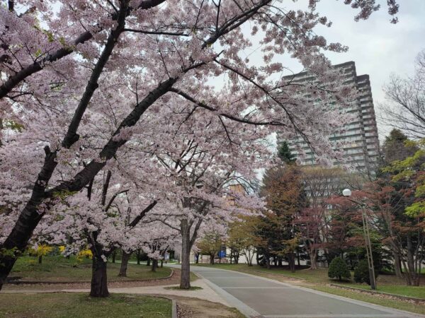 ソメイヨシノさん、まだまだ元気