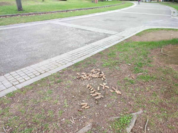 私のために集めてくれてありがとう。