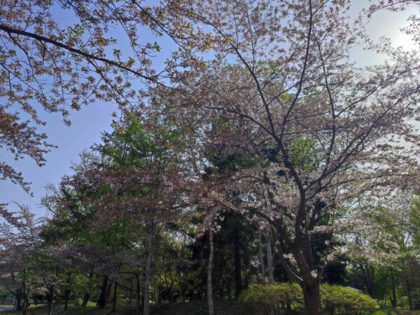 今シーズン頑張ってきたソメイヨシノさん