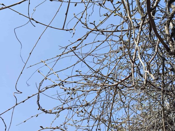 日本庭園横の藤棚のフジさん