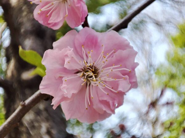 花びらフリフリ