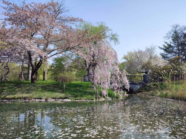 日本庭園横のシダレザクラさんとソメイヨシノさん