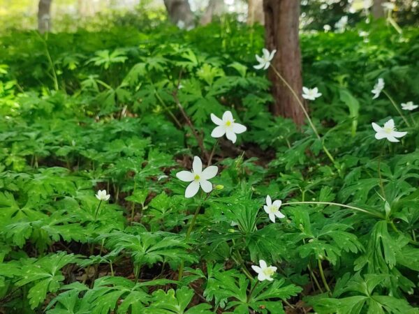 ニリンソウも咲きました。