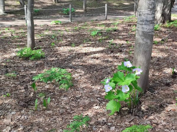シラネアオイ咲きました。
