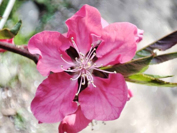 私がハナモモ。