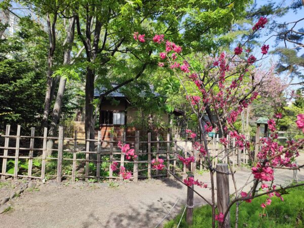 ハナモモさん初めまして。