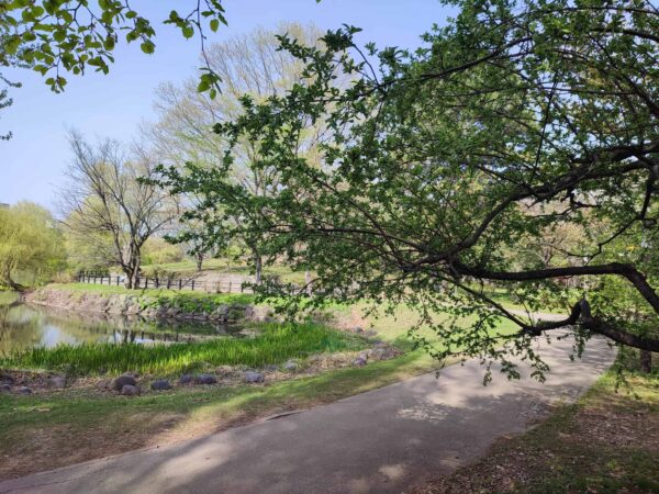 エゾノコリンゴよ