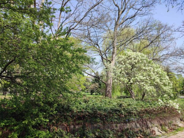 キタラ前。右がライラック。左がズミ。